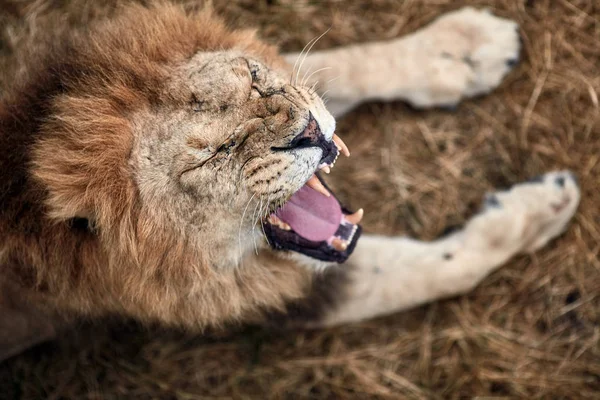 Прекрасний Лев у Савані. Левовий рев — стокове фото