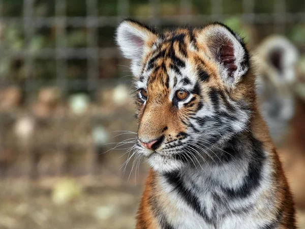 Tiger cub in the aviary — Stock Photo, Image
