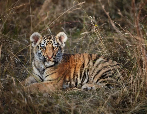 Tiger cub in het gras — Stockfoto