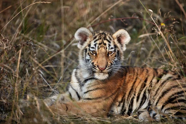 Tiger cub in het gras — Stockfoto