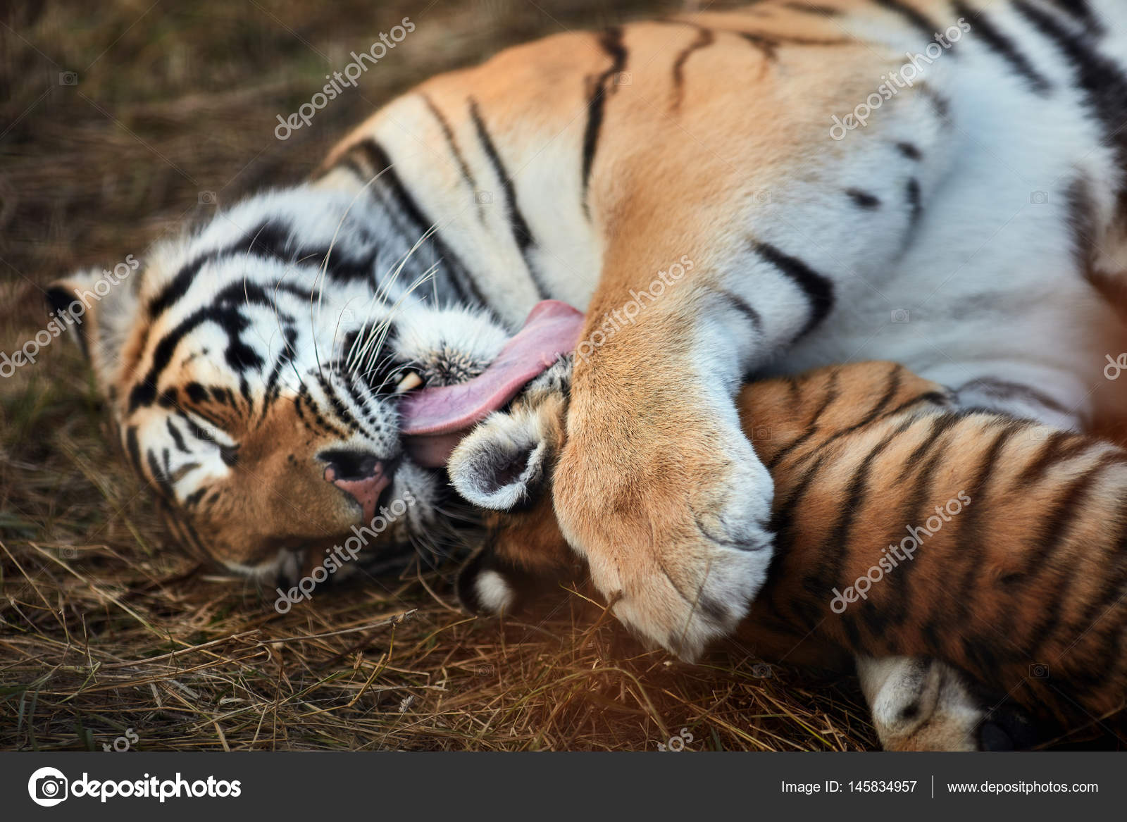 Tiger cub playing with mom Stock Photo by ©Baranov_Evgenii 145834957