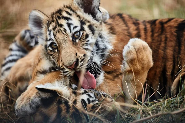 Jugando a los cachorros tigre. Tigre joven — Foto de Stock