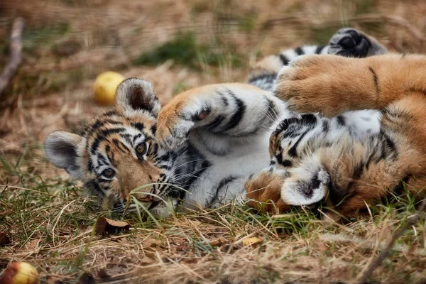 Bermain anak harimau. Harimau muda — Stok Foto