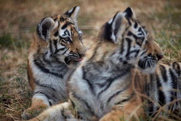 Jugando a los cachorros tigre. Tigre joven — Foto de Stock