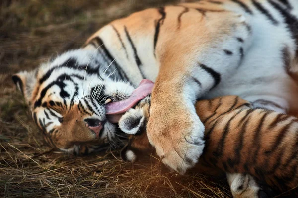 Tiger cub jouer avec maman — Photo