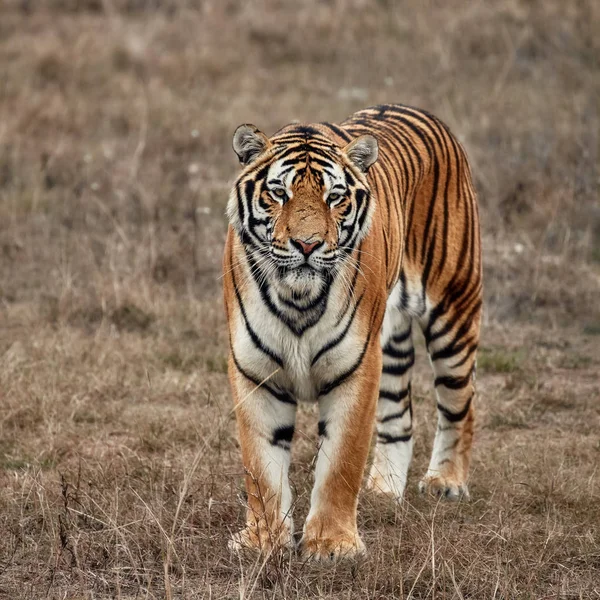 Τίγρη, πορτρέτο μιας τίγρης — Φωτογραφία Αρχείου