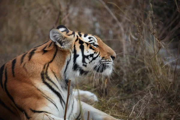 Tigre, retrato de un tigre — Foto de Stock