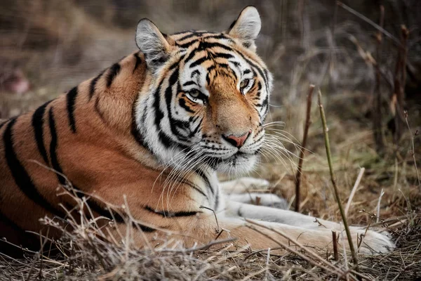 Tigre, retrato de um tigre — Fotografia de Stock