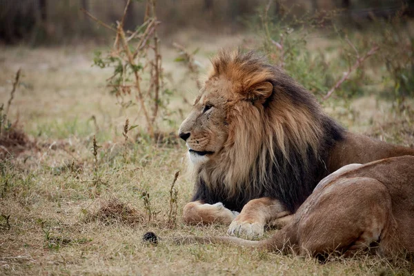 Bellissimo Leone. Cesare nella savana. erba bruciata — Foto Stock