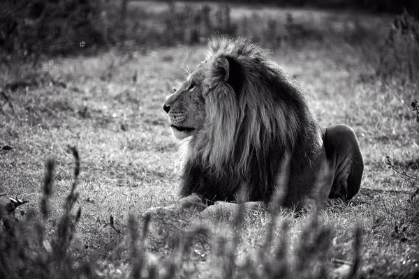 Όμορφο λιοντάρι. Καίσαρα στη σαβάνα. Καμμένου χόρτο — Φωτογραφία Αρχείου