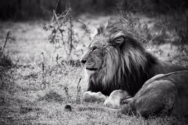 Piękny lew. Cezar w sawanny. spalonej trawy — Zdjęcie stockowe
