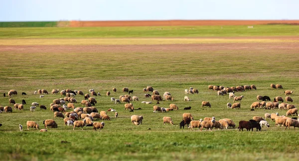 Стадо овець на полі. пасовище — стокове фото