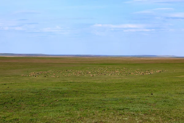 Troupeau de moutons sur le terrain. pâturages — Photo