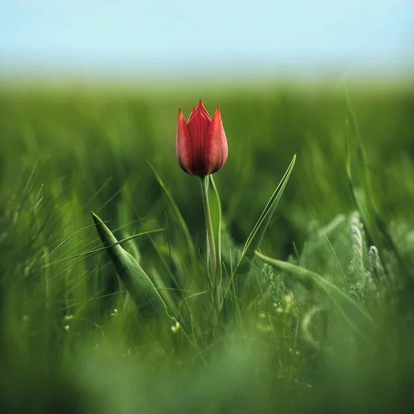 Spring flowers tulips in the steppe. Red tulip. ulipa gesneriana (T. schrenkii Regel)