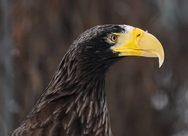 Steller's sea eagle (Haliaeetus pelagicus). Wildlife animal. — Stock Photo, Image