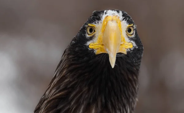 Águila marina de Steller (Haliaeetus pelagicus). Fauna silvestre . —  Fotos de Stock