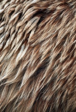 Brown bear (Ursus arctos) fur texture. Wild life animal clipart