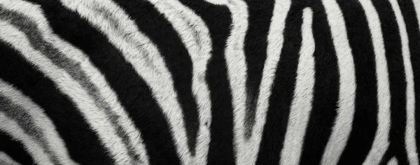 Zebra Stripes. pattern on the skin — Stock Photo, Image