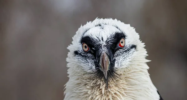 Portrait d'un vautour barbu (lat. Gypaetus barbatus ) — Photo