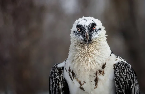 Portrait of a bearded vulture (lat. Gypaetus barbatus) — Stock Photo, Image