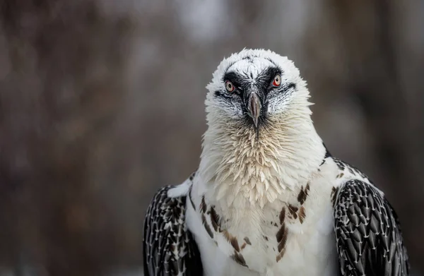 Retrato de un buitre barbudo (lat. Gypaetus barbatus ) —  Fotos de Stock