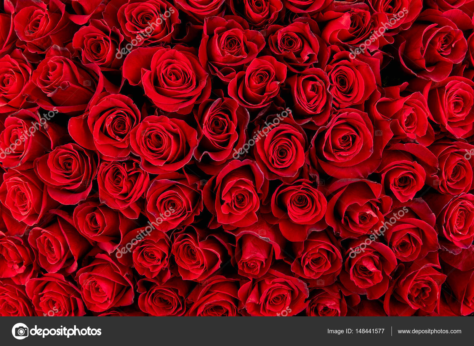 Naturlig bakgrunn for røde roser – stockfoto © Baranov_Evgenii #148441577, image size:1600x1167