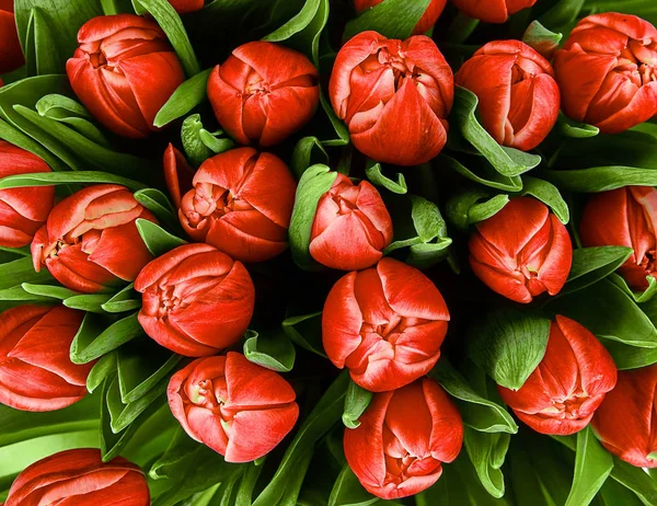 Букет тюльпанов. Свежие весенние цветы с каплями воды. цветочные — стоковое фото