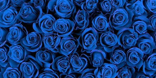 Güzel mavi güller, çiçek arka plan — Stok fotoğraf