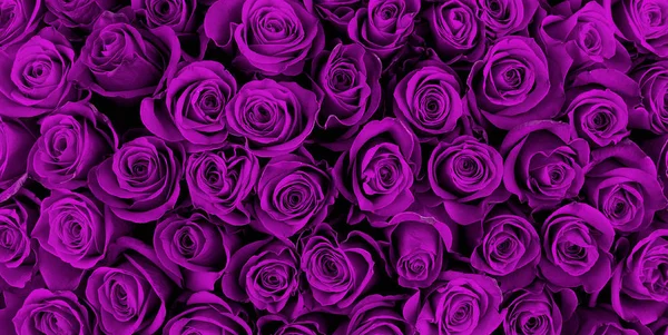Belle rose viola, sfondo floreale — Foto Stock