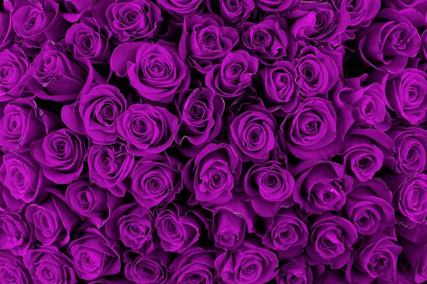 Beautiful violet roses, floral background — Stock Photo, Image