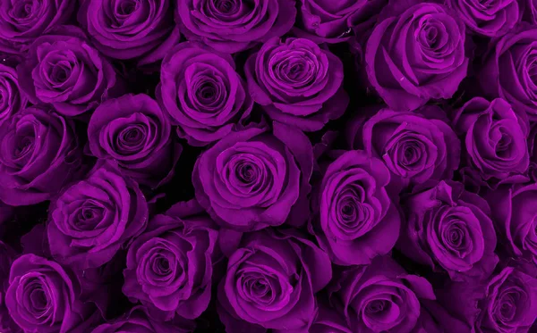 Hermosas rosas violetas, fondo floral — Foto de Stock