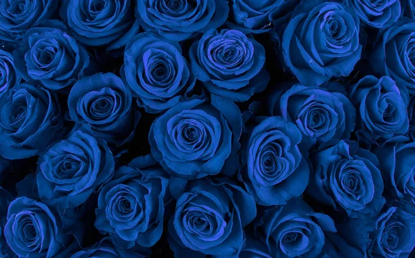 Belles roses bleues, fond floral — Photo