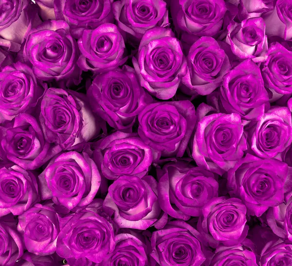 Hermosas rosas violetas, fondo floral — Foto de Stock