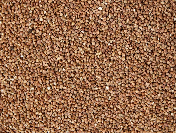 Granos de trigo sarraceno — Foto de Stock