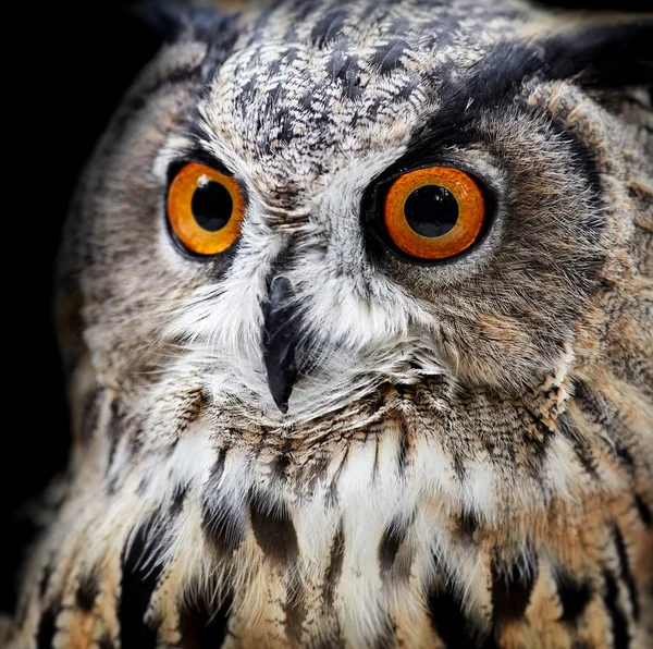 Retratos de coruja. Owl Look — Fotografia de Stock