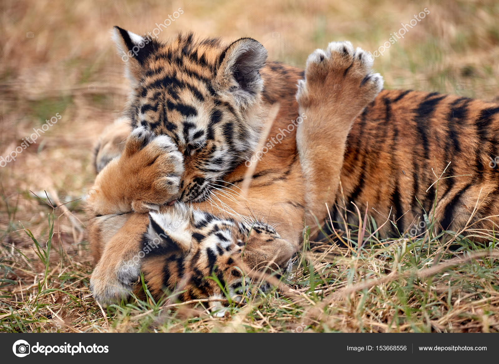 cute tiger cubs playing