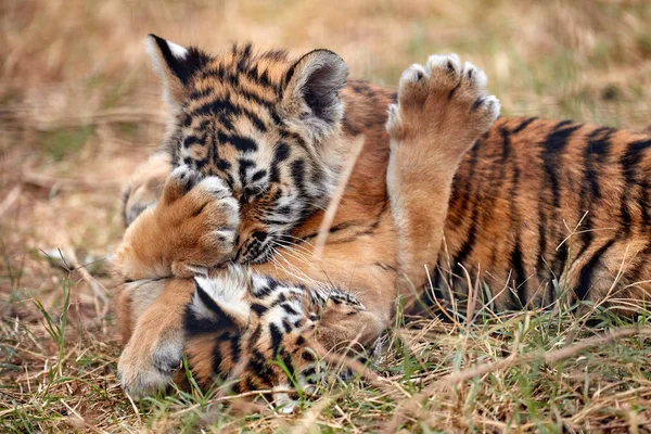 Χαριτωμένο μικρό cubs τίγρη παίζοντας στο γρασίδι — Φωτογραφία Αρχείου