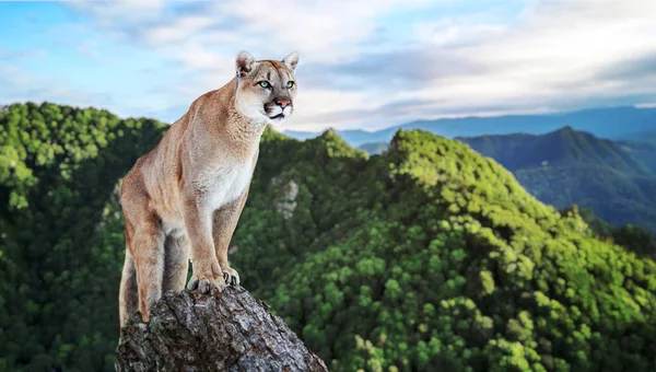 Cougar in the mountains, mountain lion, puma — Stock Photo, Image