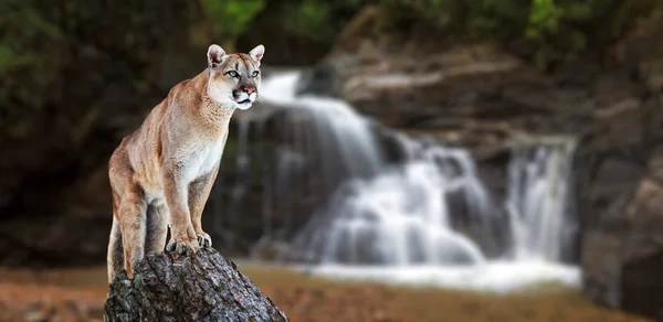 Puma at the Falls, mountain lion, puma — Stock Photo, Image