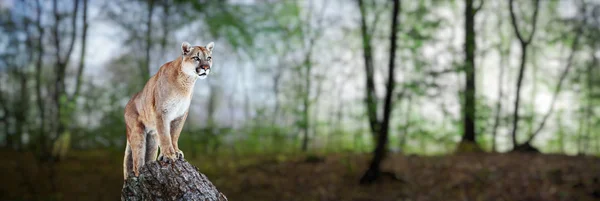 Puma im Sommerwald, Berglöwe, Puma — Stockfoto