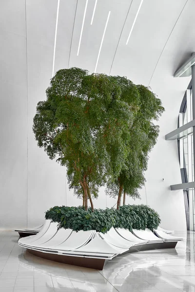 Зеленые растения в современном интерьере. живое дерево в интерьере — стоковое фото