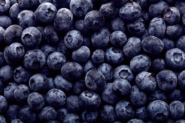 Arándanos recién recogidos. Bayas silvestres, Comida saludable — Foto de Stock