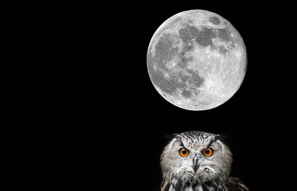 Owls Portrait. Owl and moon — Stock Photo, Image