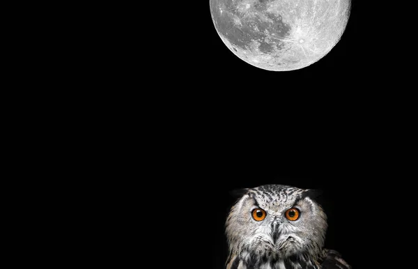 Owls Portrait. Owl and moon — Stock Photo, Image