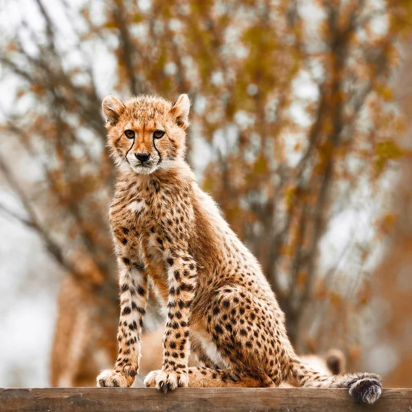 Cheetah cub, egy gepárd portréja — Stock Fotó