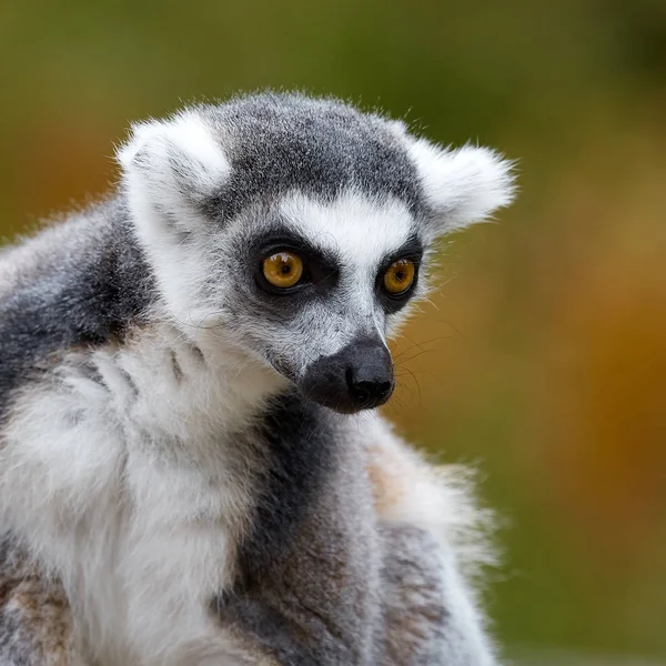 Lemur Catta, egy különös állat. — Stock Fotó