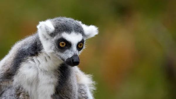 Lemur Catta, a curious animal