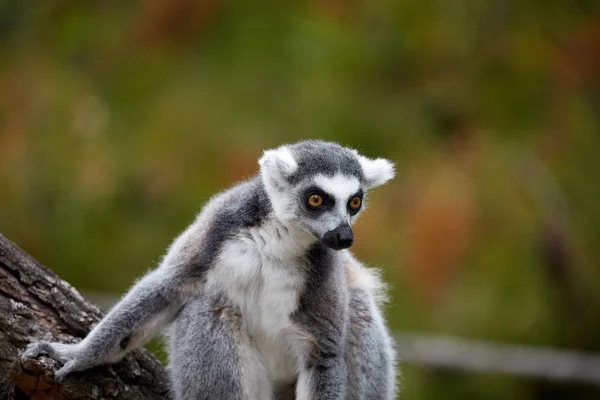 Lemur Catta, egy különös állat. — Stock Fotó