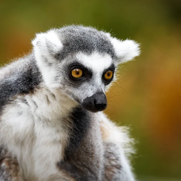 Lemur Catta, un animal curieux — Photo