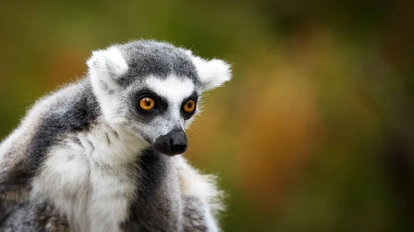 Lemur Catta, a curious animal